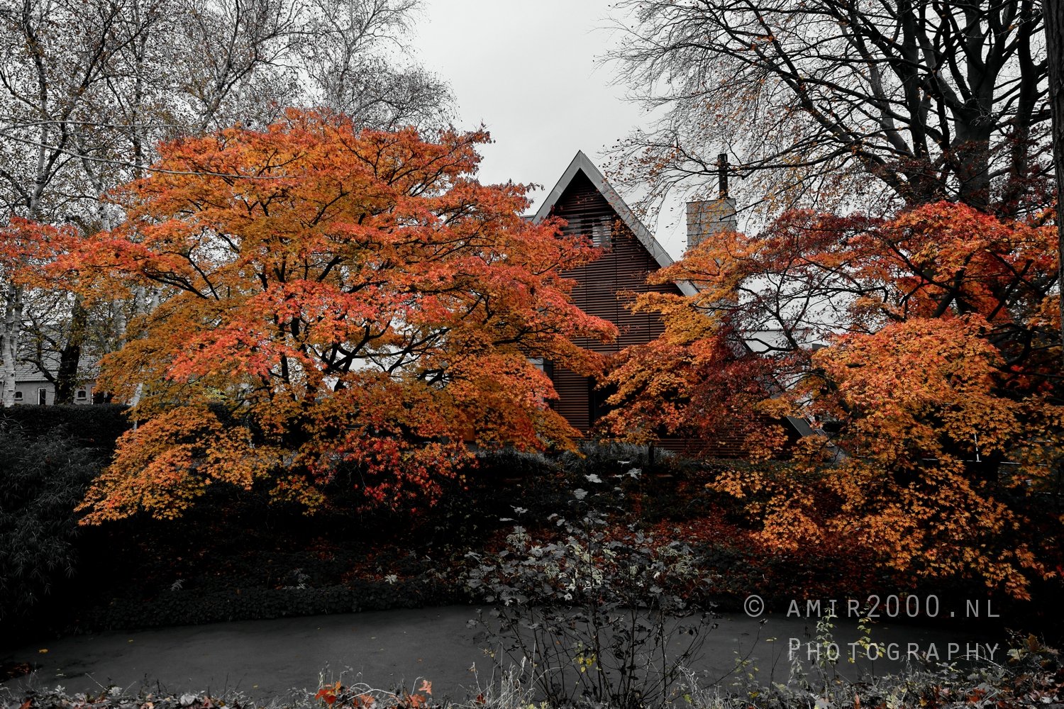 Gein between Driemond and Abcoude Reflection Fall scenery Landscape Nature in Nature Landscape Netherlands Photo 10
