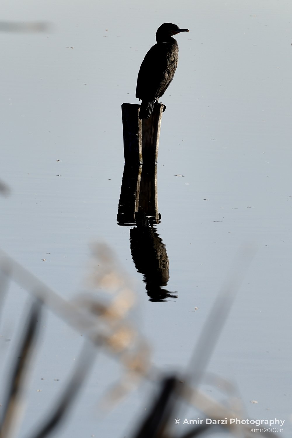 Great cormorant Nature Landscape in Nature Landscape Netherlands