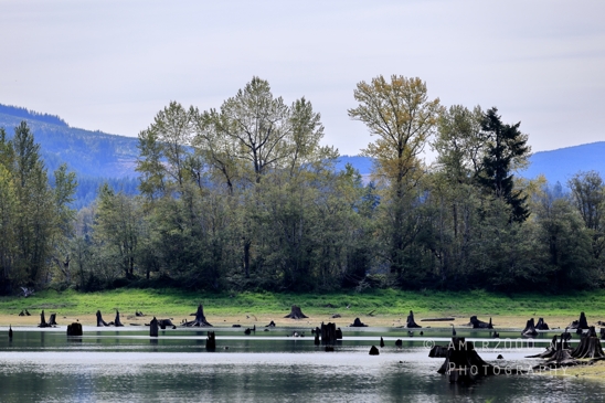 Alder_Lake_Eatonville_Washington_USA_landscape_nature_Photography_003_Canon_EOS_R5_Mark_II.JPG