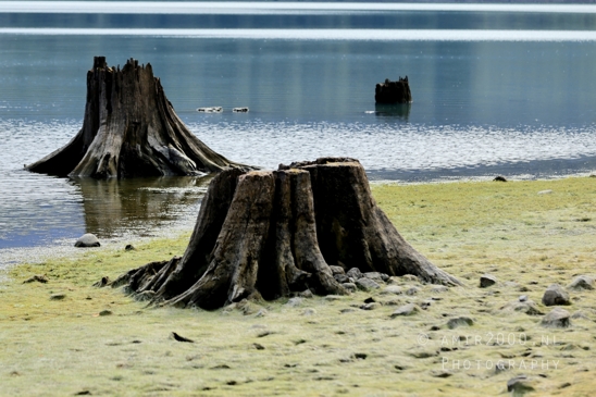 Alder_Lake_Eatonville_Washington_USA_landscape_nature_Photography_005_Canon_EOS_R5_Mark_II.JPG