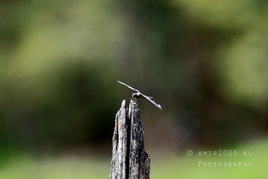Alder_Lake_Eatonville_Washington_USA_landscape_nature_Photography_006_Canon_EOS_R5_Mark_II.JPG