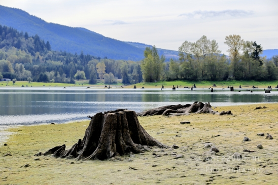 Alder_Lake_Eatonville_Washington_USA_landscape_nature_Photography_008_Canon_EOS_R5_Mark_II.JPG