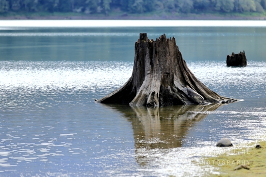 Alder_Lake_Eatonville_Washington_USA_landscape_nature_Photography_009_Canon_EOS_R5_Mark_II.JPG