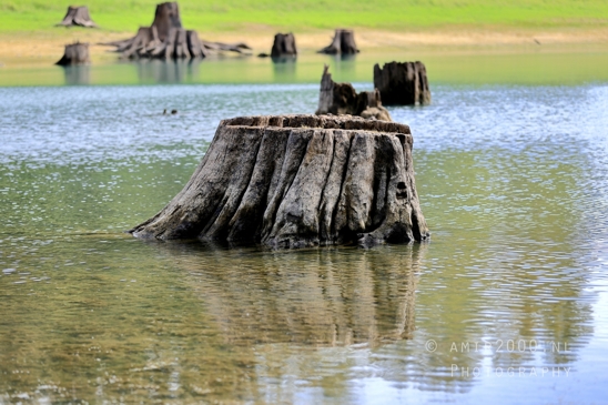 Alder_Lake_Eatonville_Washington_USA_landscape_nature_Photography_011_Canon_EOS_R5_Mark_II.JPG