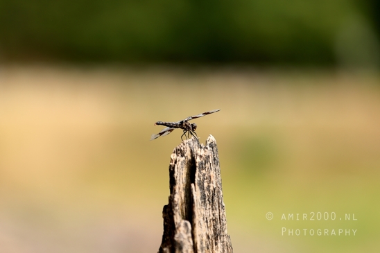Alder_Lake_Eatonville_Washington_USA_landscape_nature_Photography_013_Canon_EOS_R5_Mark_II.JPG