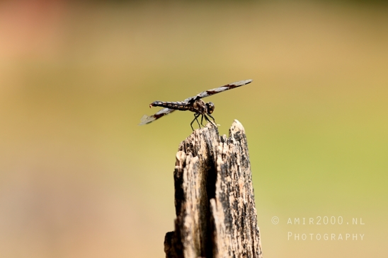 Alder_Lake_Eatonville_Washington_USA_landscape_nature_Photography_014_Canon_EOS_R5_Mark_II.JPG