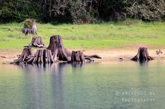 Alder_Lake_Eatonville_Washington_USA_landscape_nature_Photography_017_Canon_EOS_R5_Mark_II.JPG