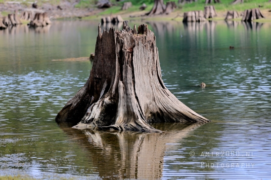 Alder_Lake_Eatonville_Washington_USA_landscape_nature_Photography_018_Canon_EOS_R5_Mark_II.JPG