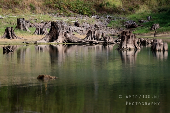 Alder_Lake_Eatonville_Washington_USA_landscape_nature_Photography_019_Canon_EOS_R5_Mark_II.JPG