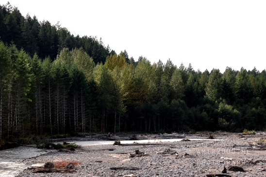 Alder_Lake_Eatonville_Washington_USA_landscape_nature_Photography_032_Canon_EOS_R5_Mark_II.JPG