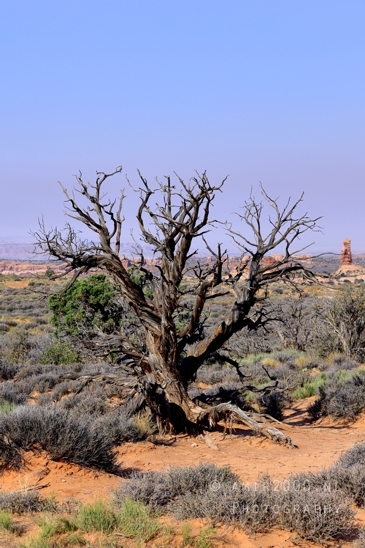 Arches_National_Park_Moab_Utah_USA_Double_Arch_landscape_nature_Photography_002_Canon_EOS_R5_Mark_II.JPG