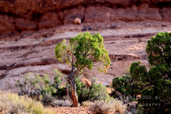 Arches_National_Park_Moab_Utah_USA_Double_Arch_landscape_nature_Photography_008_Canon_EOS_R5_Mark_II.JPG