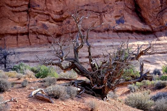 Arches_National_Park_Moab_Utah_USA_Double_Arch_landscape_nature_Photography_015_Canon_EOS_R5_Mark_II.JPG