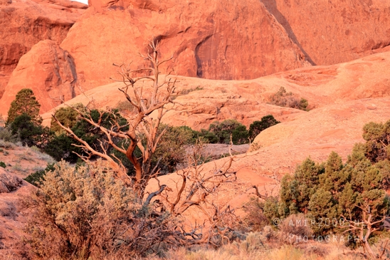 Arches_National_Park_Moab_Utah_USA_Turret_Arch_and_Window_landscape_nature_Photography_013_Canon_EOS_R5_Mark_II.JPG