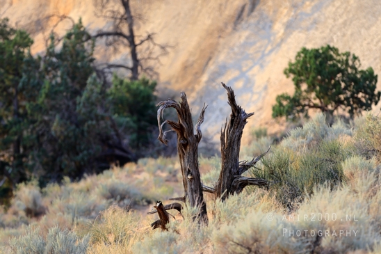 Arches_National_Park_Moab_Utah_USA_Turret_Arch_and_Window_landscape_nature_Photography_065_Canon_EOS_R5_Mark_II.JPG