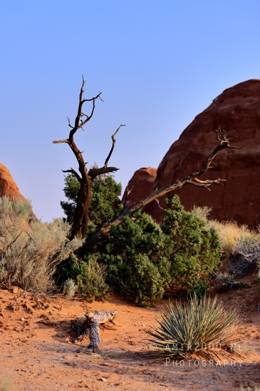 Arches_National_Park_Moab_Utah_USA_Turret_Arch_and_Window_landscape_nature_Photography_068_Canon_EOS_R5_Mark_II.JPG