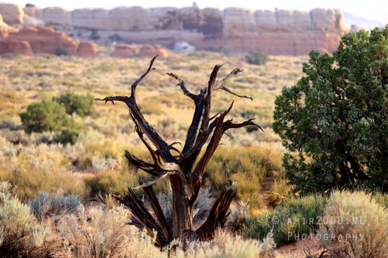 Arches_National_Park_Moab_Utah_USA_Turret_Arch_and_Window_landscape_nature_Photography_088_Canon_EOS_R5_Mark_II.JPG