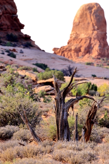 Arches_National_Park_Moab_Utah_USA_and_rock_formations_red_cliffs_landscape_nature_Photography_131_Canon_EOS_R5_Mark_II.JPG