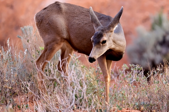 Arches_National_Park_Mule_Deer_Odocoileus_hemionus_Moab_Utah_USA_animal_nature_Photography_001_Canon_EOS_R5_Mark_II.JPG