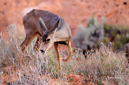 Arches_National_Park_Mule_Deer_Odocoileus_hemionus_Moab_Utah_USA_animal_nature_Photography_002_Canon_EOS_R5_Mark_II.JPG