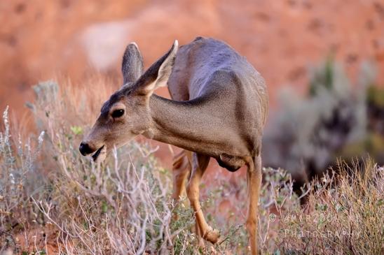 Arches_National_Park_Mule_Deer_Odocoileus_hemionus_Moab_Utah_USA_animal_nature_Photography_003_Canon_EOS_R5_Mark_II.JPG