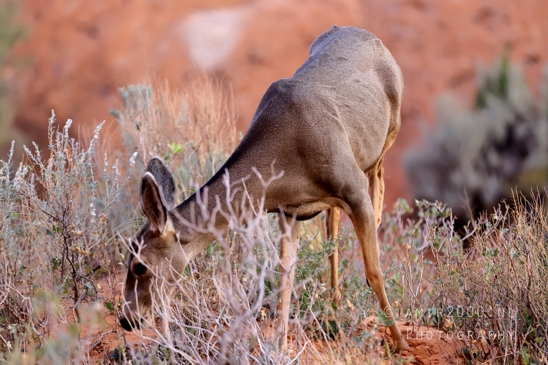 Arches_National_Park_Mule_Deer_Odocoileus_hemionus_Moab_Utah_USA_animal_nature_Photography_004_Canon_EOS_R5_Mark_II.JPG