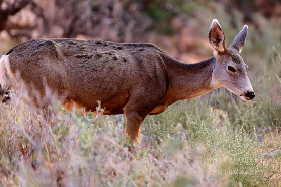 Arches_National_Park_Mule_Deer_Odocoileus_hemionus_Moab_Utah_USA_animal_nature_Photography_005_Canon_EOS_R5_Mark_II.JPG