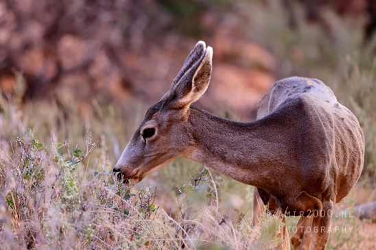 Arches_National_Park_Mule_Deer_Odocoileus_hemionus_Moab_Utah_USA_animal_nature_Photography_006_Canon_EOS_R5_Mark_II.JPG