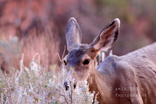 Arches_National_Park_Mule_Deer_Odocoileus_hemionus_Moab_Utah_USA_animal_nature_Photography_007_Canon_EOS_R5_Mark_II.JPG