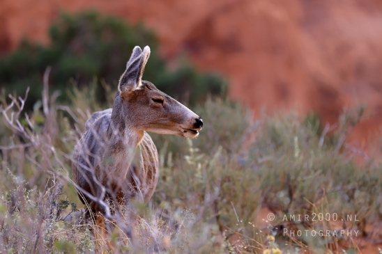 Arches_National_Park_Mule_Deer_Odocoileus_hemionus_Moab_Utah_USA_animal_nature_Photography_008_Canon_EOS_R5_Mark_II.JPG