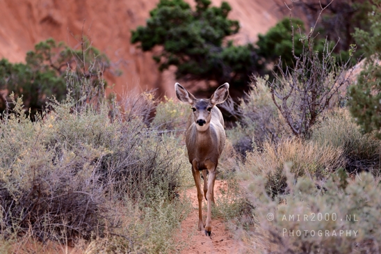 Arches_National_Park_Mule_Deer_Odocoileus_hemionus_Moab_Utah_USA_animal_nature_Photography_009_Canon_EOS_R5_Mark_II.JPG