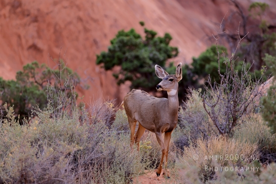 Arches_National_Park_Mule_Deer_Odocoileus_hemionus_Moab_Utah_USA_animal_nature_Photography_010_Canon_EOS_R5_Mark_II.JPG