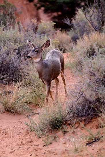 Arches_National_Park_Mule_Deer_Odocoileus_hemionus_Moab_Utah_USA_animal_nature_Photography_011_Canon_EOS_R5_Mark_II.JPG