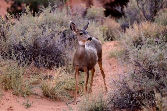Arches_National_Park_Mule_Deer_Odocoileus_hemionus_Moab_Utah_USA_animal_nature_Photography_012_Canon_EOS_R5_Mark_II.JPG