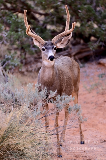Arches_National_Park_Mule_Deer_Odocoileus_hemionus_Moab_Utah_USA_animal_nature_Photography_013_Canon_EOS_R5_Mark_II.JPG