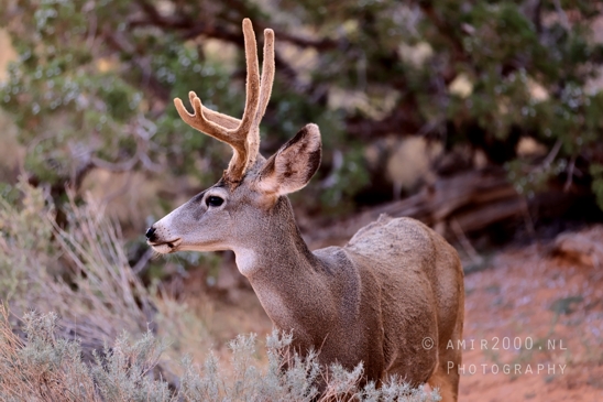Arches_National_Park_Mule_Deer_Odocoileus_hemionus_Moab_Utah_USA_animal_nature_Photography_014_Canon_EOS_R5_Mark_II.JPG