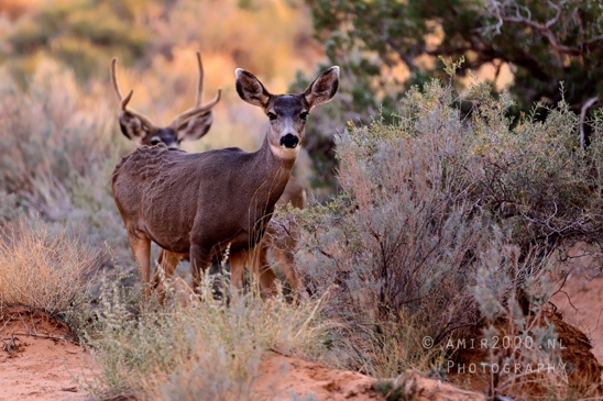 Arches_National_Park_Mule_Deer_Odocoileus_hemionus_Moab_Utah_USA_animal_nature_Photography_016_Canon_EOS_R5_Mark_II.JPG