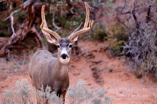 Arches_National_Park_Mule_Deer_Odocoileus_hemionus_Moab_Utah_USA_animal_nature_Photography_017_Canon_EOS_R5_Mark_II.JPG
