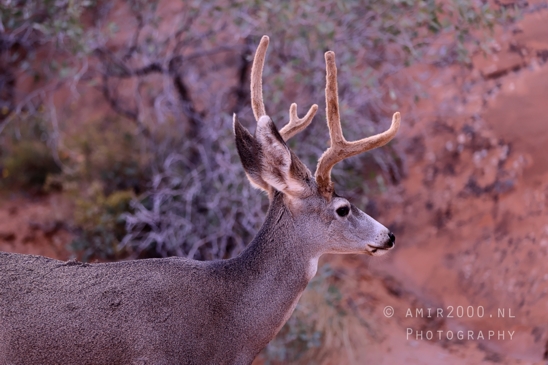 Arches_National_Park_Mule_Deer_Odocoileus_hemionus_Moab_Utah_USA_animal_nature_Photography_018_Canon_EOS_R5_Mark_II.JPG