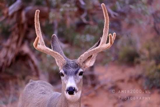 Arches_National_Park_Mule_Deer_Odocoileus_hemionus_Moab_Utah_USA_animal_nature_Photography_019_Canon_EOS_R5_Mark_II.JPG