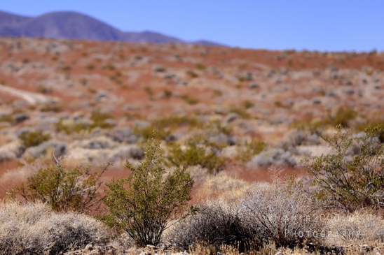 On_the_way_to_Death_Valley_National_Park_and_Junction_Historic_District_California_Nevada_USA_nature_landscape_desert_Photography_048_Canon_EOS_R5_Mark_II.JPG