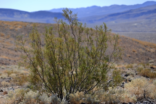 On_the_way_to_Death_Valley_National_Park_and_Junction_Historic_District_California_Nevada_USA_nature_landscape_desert_Photography_101_Canon_EOS_R5_Mark_II.JPG