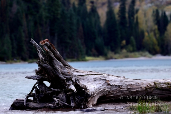 Avalanche_Lake_Glacier_National_Park_Montana_USA_landscape_nature_Photography_037_Canon_EOS_R5_Mark_II.JPG