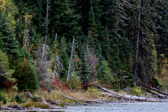 Avalanche_Lake_Glacier_National_Park_Montana_USA_landscape_nature_Photography_046_Canon_EOS_R5_Mark_II.JPG