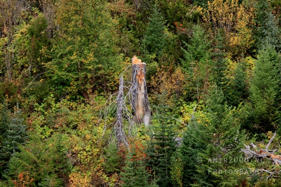 Avalanche_Lake_Glacier_National_Park_Montana_USA_landscape_nature_Photography_050_Canon_EOS_R5_Mark_II.JPG