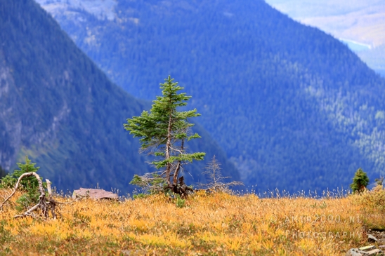 Hidden_Lake_Glacier_National_Park_Montana_USA_landscape_nature_Photography_045_Canon_EOS_R5_Mark_II.JPG