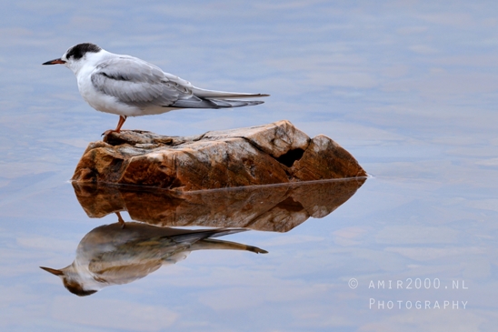 Lake_McDonald_Glacier_National_Park_Montana_USA_reflection_landscape_nature_Photography_058_Canon_EOS_R5_Mark_II.JPG