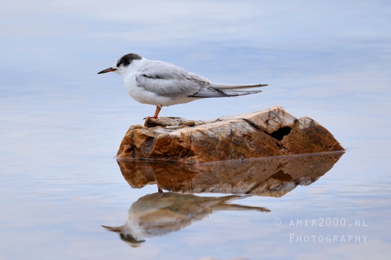 Lake_McDonald_Glacier_National_Park_Montana_USA_reflection_landscape_nature_Photography_059_Canon_EOS_R5_Mark_II.JPG