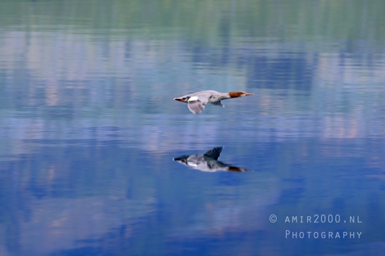 Lake_McDonald_Glacier_National_Park_Montana_USA_reflection_landscape_nature_Photography_074_Canon_EOS_R5_Mark_II.JPG