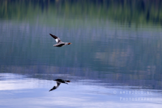 Lake_McDonald_Glacier_National_Park_Montana_USA_reflection_landscape_nature_Photography_075_Canon_EOS_R5_Mark_II.JPG